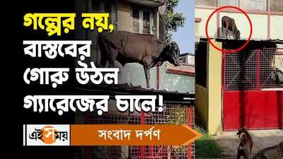 Durgapur Viral Video : গল্পের নয়, বাস্তবের গোরু উঠল গ্যারেজের চালে!
