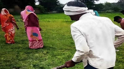 हमीरपुर में ग्रामीण महिलाओं को आत्मनिर्भर बनाने को सरकार ने 5 साल में बहाए 45 करोड़, आज भी चला रहीं फावड़ा