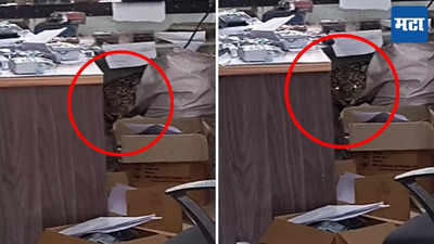 Leopard in Pune Office : पुण्यात महावितरण कार्यालयात शिरला बिबट्या, टेबलच्या आडोशाला लपला आणि...
