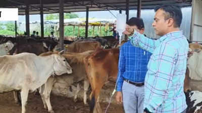 संभल: गौशाला में बाजरा खाने से 6 गायों की मौत, 2 अधिकारी निलंबित