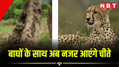 राजस्थान में बाघों के साथ अब नजर आएंगे चीते, भजनलाल सरकार की इस घोषणा से पर्यटकों को होगा फायदा