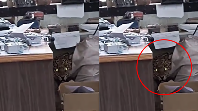 बिबट्या शिरला महावितरण कार्यालयात, सामानाची केली तोडफोड, पुण्यातील व्हिडीओ व्हायरल