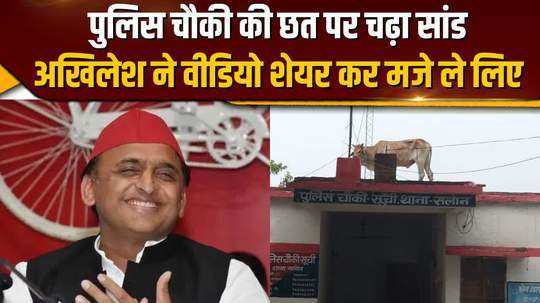 the bull climbed on the roof of the police post akhilesh yadav had fun by sharing the video