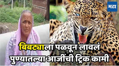 Leopard in Pune Home : टीव्ही बघताना अचानक बिबट्या घरात शिरला, आजींची सॉलिड ट्रिक, आता पंचक्रोशीत धाडसाची चर्चा