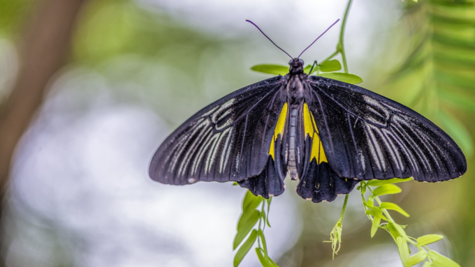 Black Color Butterfly