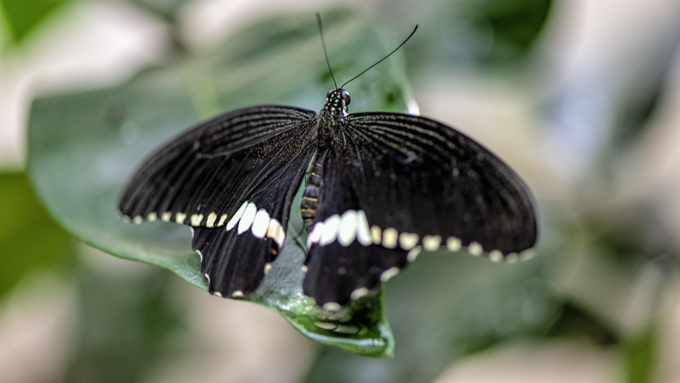 Black Color Butterfly