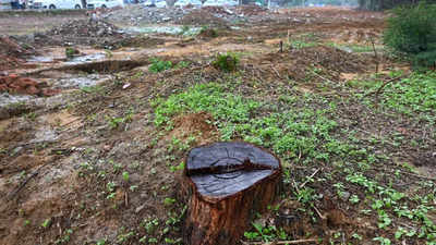 Chhatrapati Sambhajinagar: प्रत्यक्षात कत्तल ५५०पेक्षा जास्त झाडांची? यंत्रणेकडून चुकीचे आकडे दिल्याचा आरोप