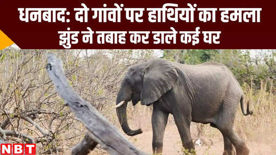 elephants attack in two village at dhanbad jharkhand news