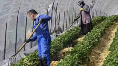 इटली में 33 कृषि मजदूरों से कराई जा रही थी बंधुआ मजदूरी, दो भारतीय नागरिक गिरफ्तार, जानें