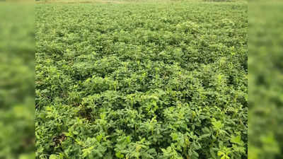 बुंदेलखंड में मूंगफली की खेती से किसानों की बदल रही तकदीर, 13 हजार हेक्टेयर में इस बार होगी खेती