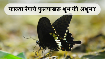 Black Butterfly Spiritual Meaning : काळ्या रंगाच्या फुलपाखराचा मृत्यूशी संबंध? काळे फुलपाखरू शुभ की अशुभ?