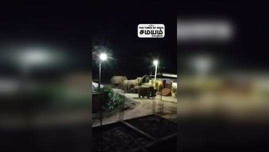 wild elephants roaming residential areas in coimbatore