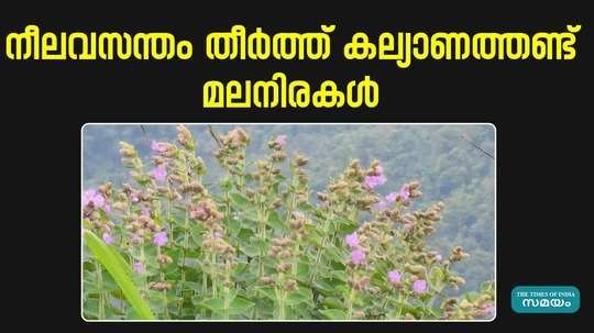 views of neelakurinji flowers in munnar kalyanathand hills