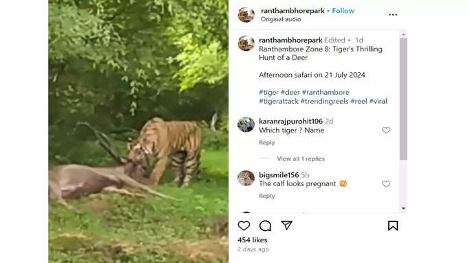 tiger comment pic