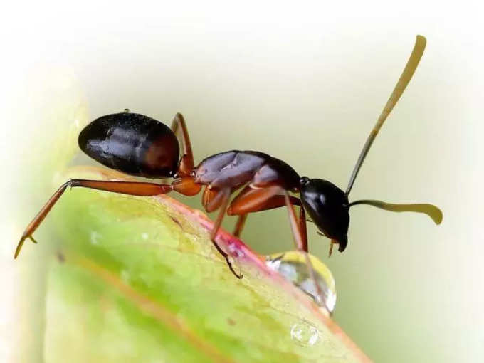 Ant