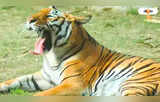 International Tiger Day : এক থাবায় শিকারের খেল খতম! জেনে নিন রয়্যাল বেঙ্গল টাইগারের অজানা তথ্য