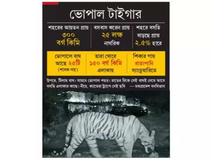 Bhopal Tiger