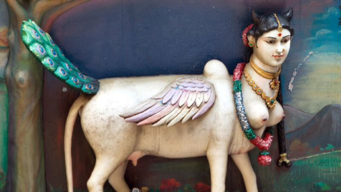 kamadhenu cow