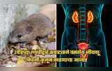 पावसाळ्यात उंदीरच्या लघवीद्वारे झपाट्याने पसरतोय लेप्टोस्पायरोसिसचा, किडनी कुजून काढणाऱ्या या आजाराची कारणे लक्षणे