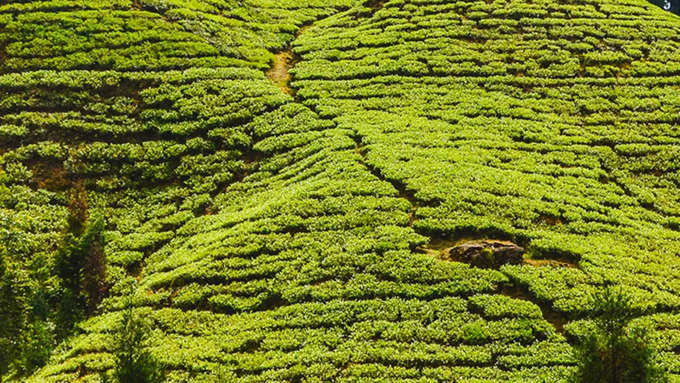 ಮುನ್ಸಿಯಾರಿ, ಉತ್ತರಾಖಂಡ