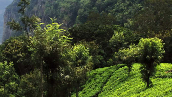 ಡಾರ್ಜಿಲಿಂಗ್, ಪಶ್ಚಿಮ ಬಂಗಾಳ