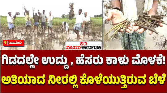 mung bean and urad dal crop damaged in haveri due to heavy raind and water flood river plants rotting at base