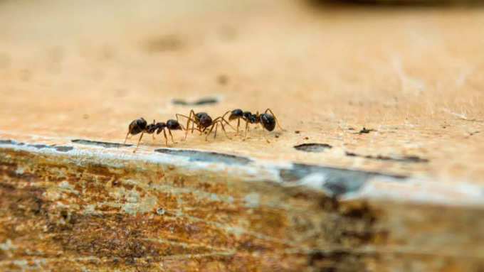 ಕಪ್ಪು ಇರುವೆಗಳು