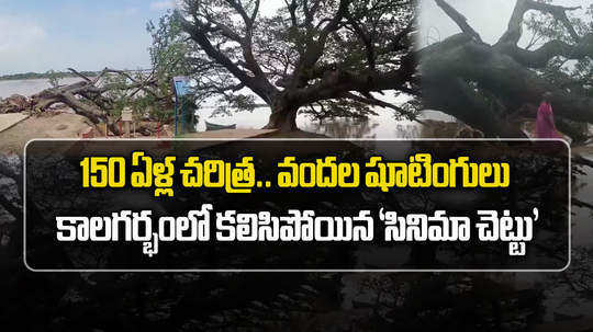 famous cinema chettu fell down in kumaradevam in west godavari