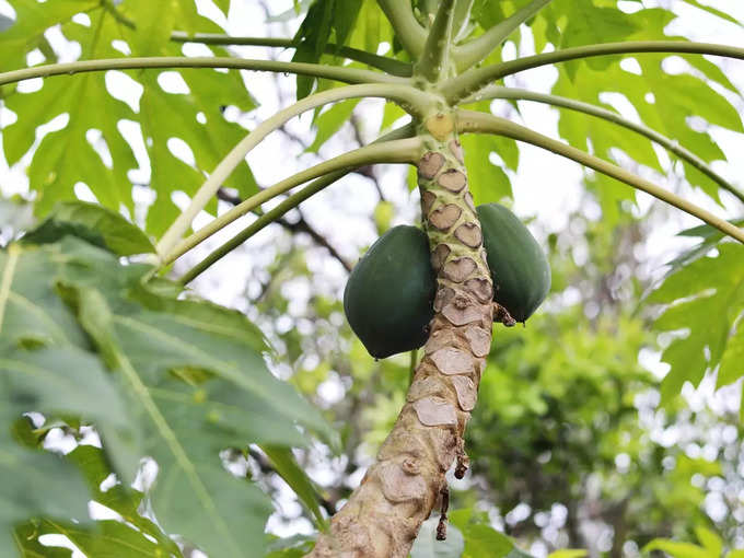 ​পেঁপের নেই জুড়ি​