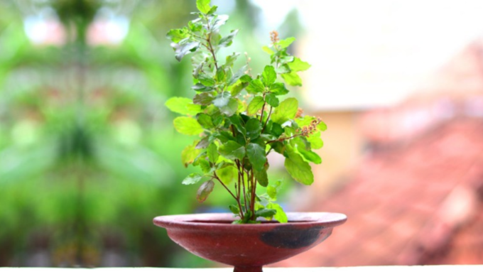 Tulsi