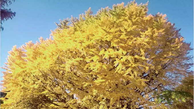 गिंको बाइलोबा (Ginkgo biloba)