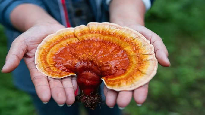 गानोडर्मा ल्यूसिडम (Ganoderma lucidum)