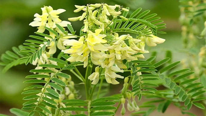 एस्ट्रैगलस (Radix Astragali) 