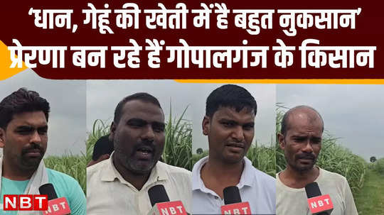 sugarcane farming bored with wheat and paddy farming gopalganj farmers are growing sugarcane