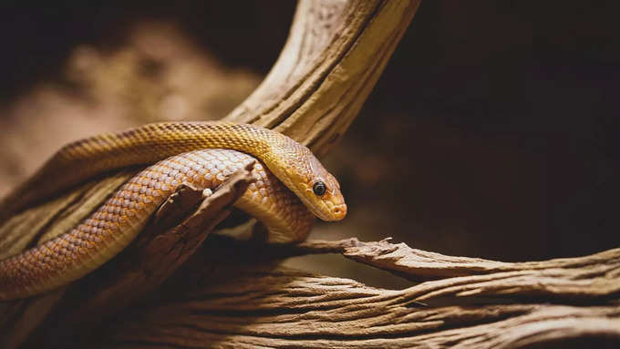  ಹಾವುಗಳಿಗೆ ವಿಶೇಷ ಸ್ಥಾನ ಕಲ್ಪಿಸಲಾಗಿದೆ