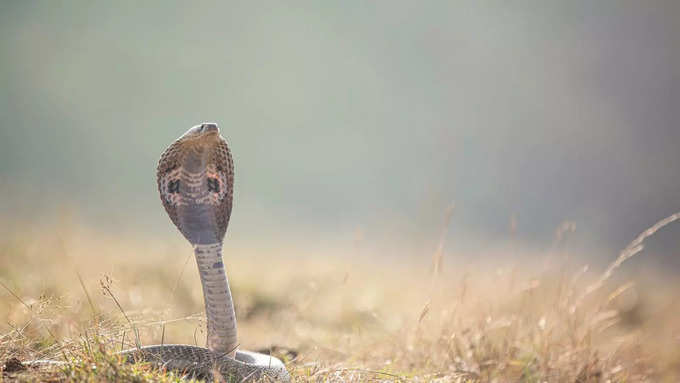 ನಾಗರ ಹಾವುಗಳು ಜನರ ನಡುವೆ ವಾಸಿಸುತ್ತದೆ