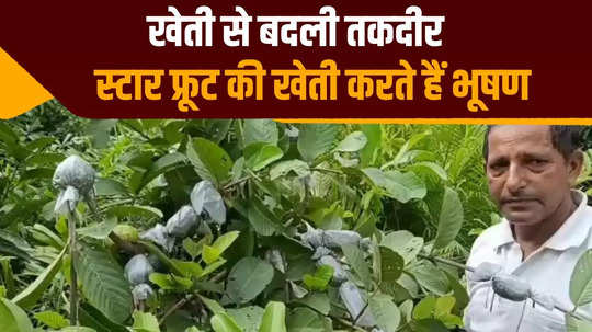 bihar a farmer changed his fortune by cultivating star fruit others started farming after seeing bumper earnings