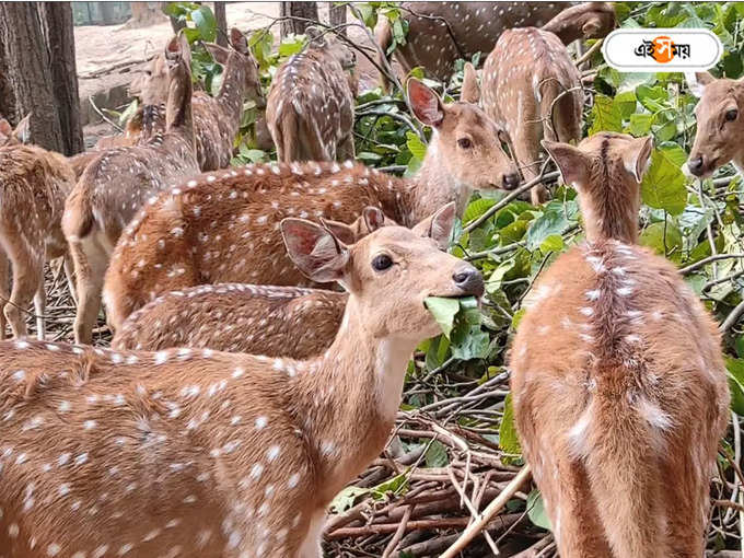 ঝাড়গ্রামে টাইগার পার্ক