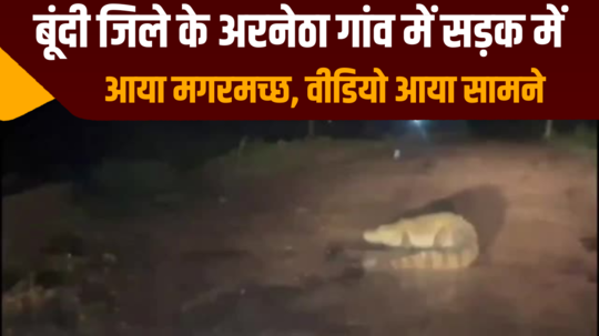 crocodile appeared on the road in arnetha village of bundi district watch video