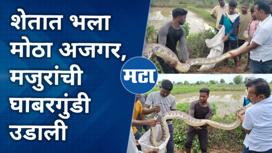 chandrapur python rescue operation