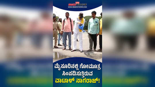 sprinkling gomutra cow urine to cleanse mysuru by vatal nagaraj chalavali against corrupt politicians