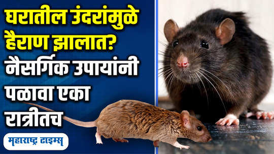 home decor hacks home remedies to get rid of rats in house