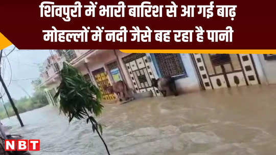 people are troubled due to heavy rain in shivpuri water is flowing like a river in the localities