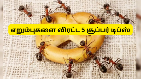 வீட்டில் எறும்புகள் வராமல் நிரந்தரமாக விரட்டுவது எப்படி? இதோ 5 சிம்பிள் டிப்ஸ்...