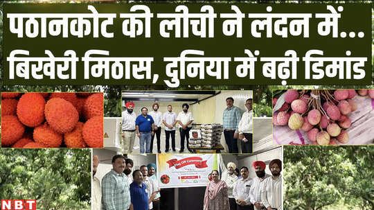 pathankot litchi demand raised in london income of punjab farmers will increase