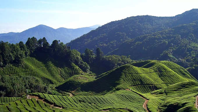 ಕ್ಯಾಮರೂನ್ ಹೈಲ್ಯಾಂಡ್ಸ್