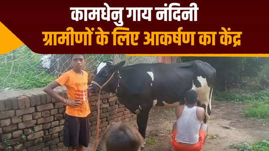 wonderful neither pregnant nor child direct milk kamdhenu cow nandini in bhojpur bihar