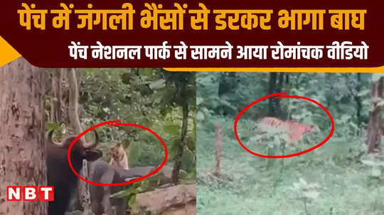 tiger ran away by pressing its tail in front of wild buffaloes shocking video surfaced from pench national park