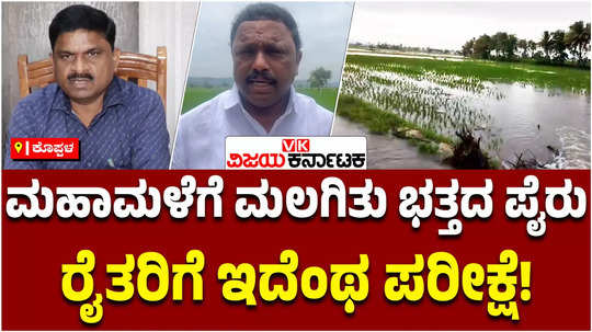 heavy rains affects rice crops in koppal district gangavathi karatagi farmers cultivation problem