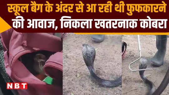 dangerous cobra in school bag it became aggressive when it came out watch